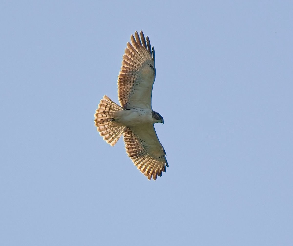 Short-tailed Hawk - ML642775770