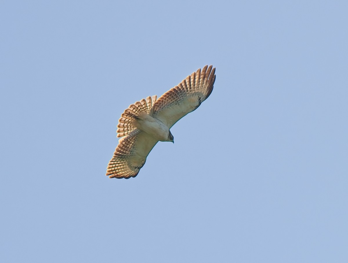Short-tailed Hawk - ML642775771