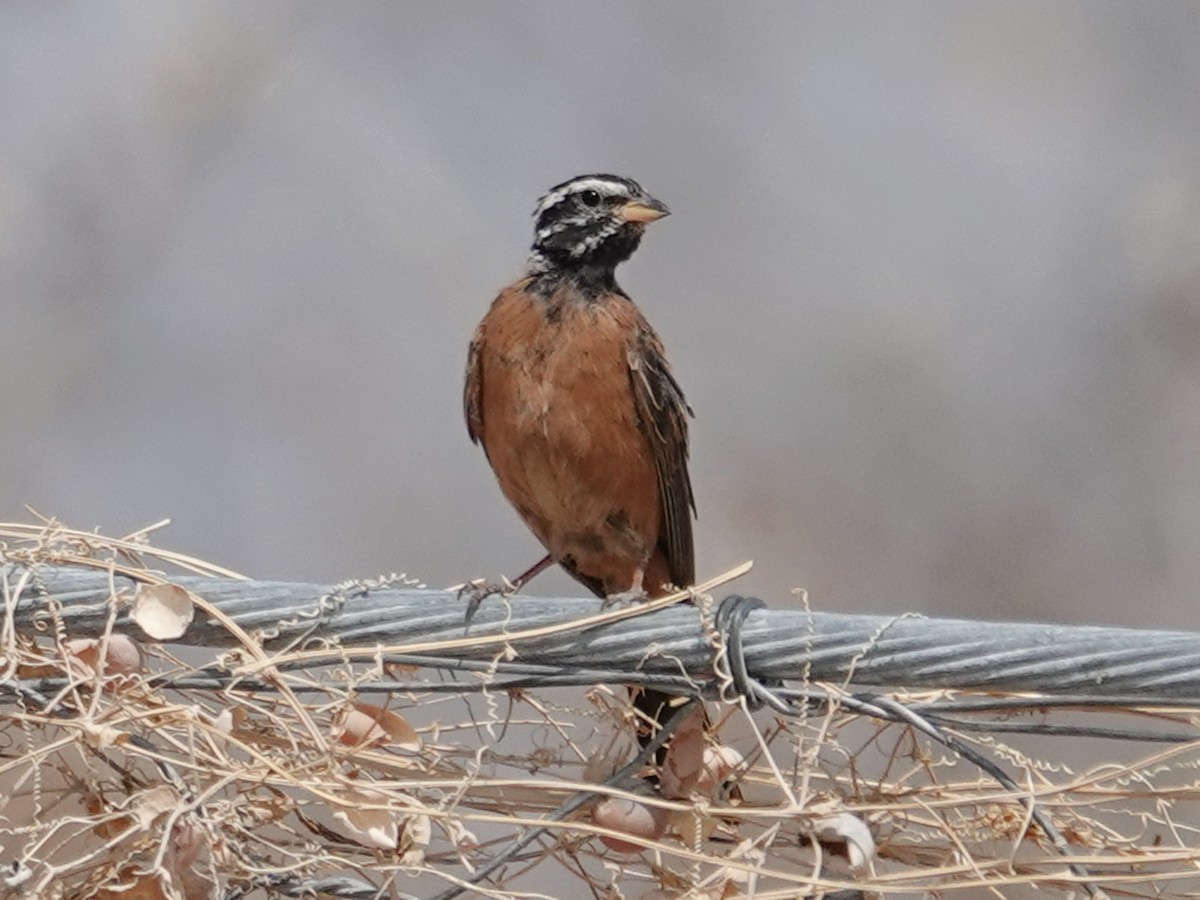 Cinnamon-breasted Bunting - ML642775776