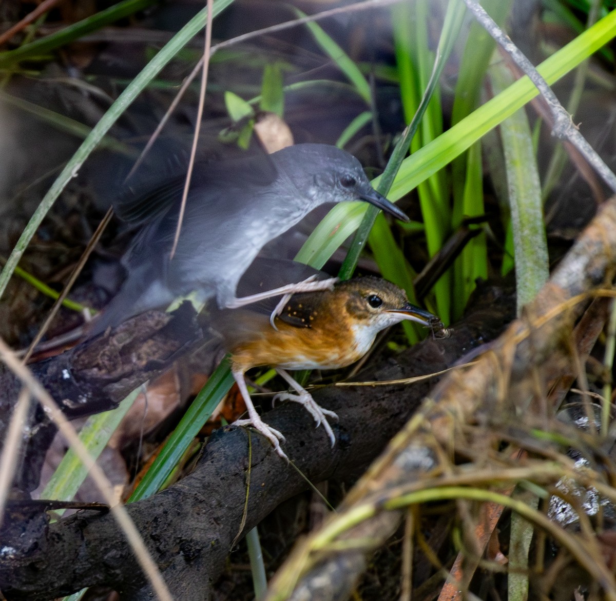 Silberameisenschnäpper - ML642775780