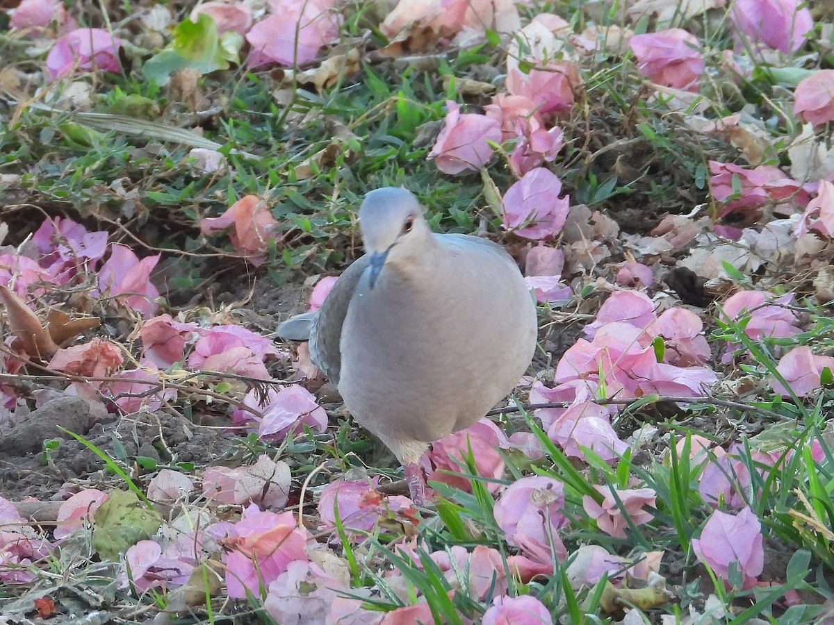 White-tipped Dove - ML642775790