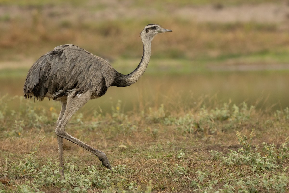 Greater Rhea - ML642775798