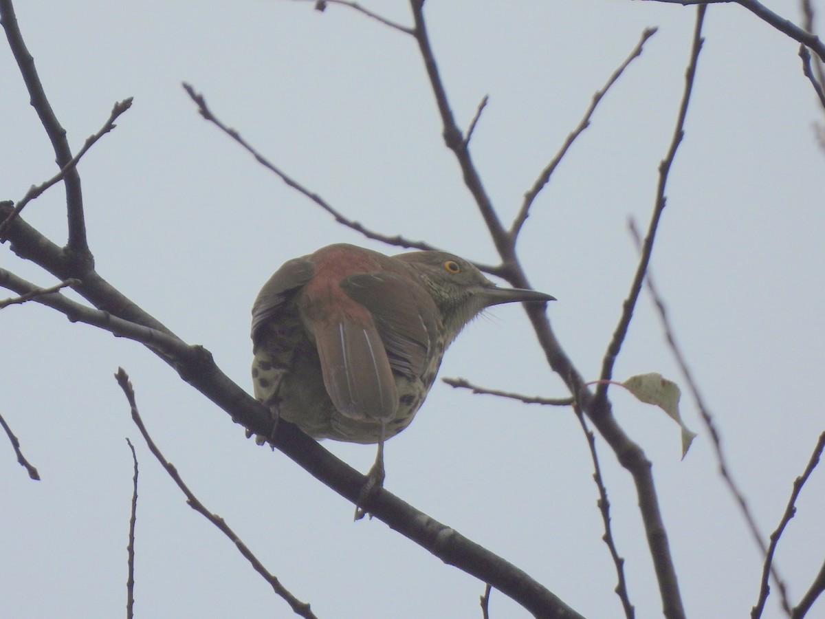 Brown Thrasher - ML642775800