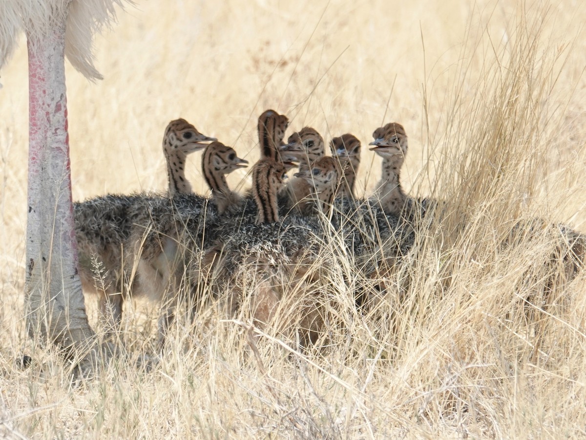 Common Ostrich - ML642775802