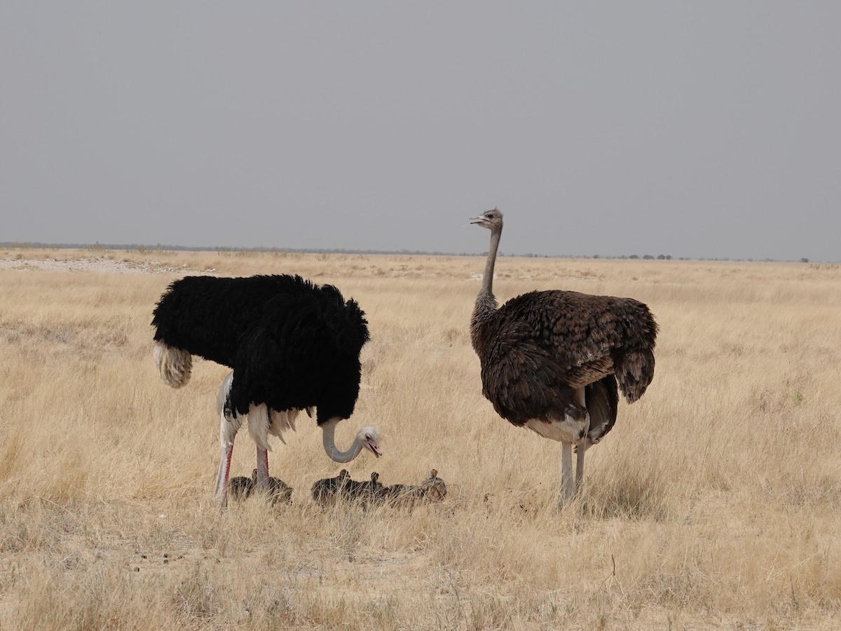Common Ostrich - ML642775803