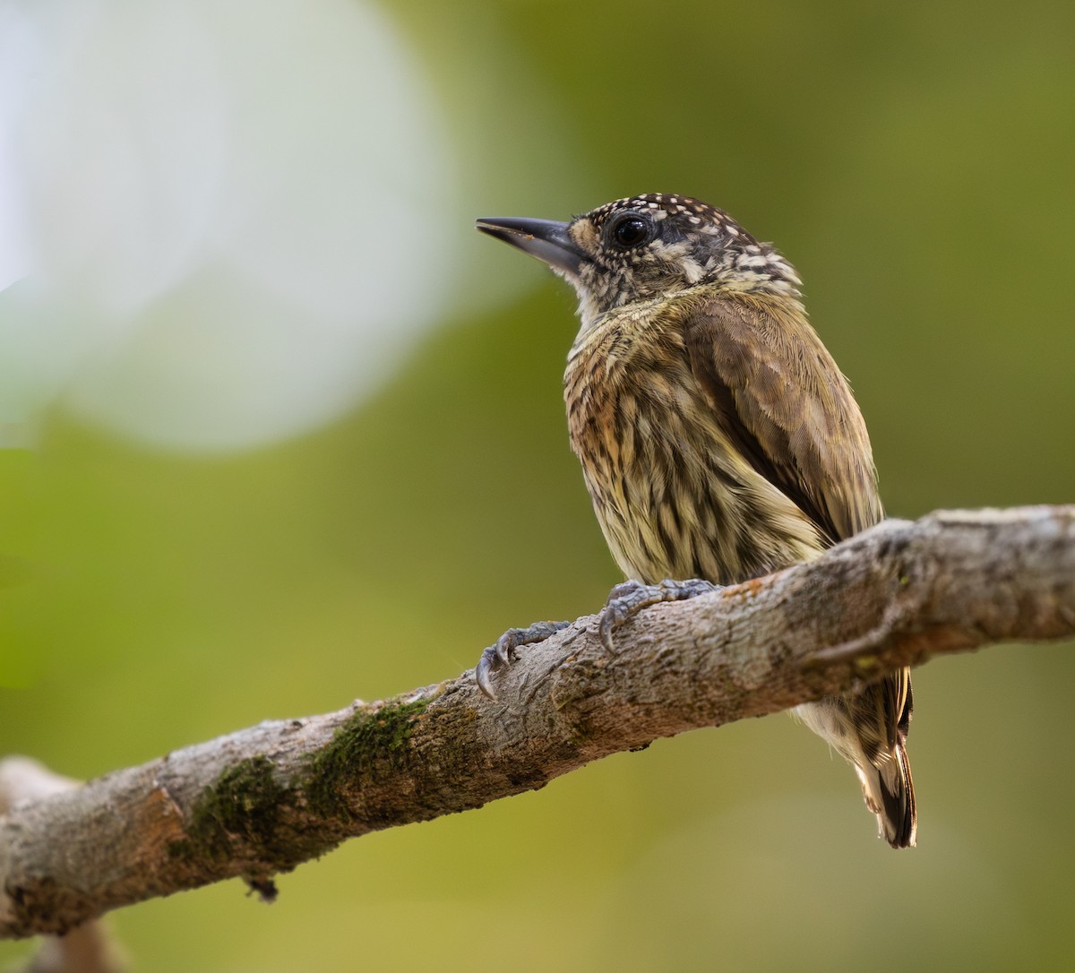 Goldstirn-Zwergspecht - ML642775809