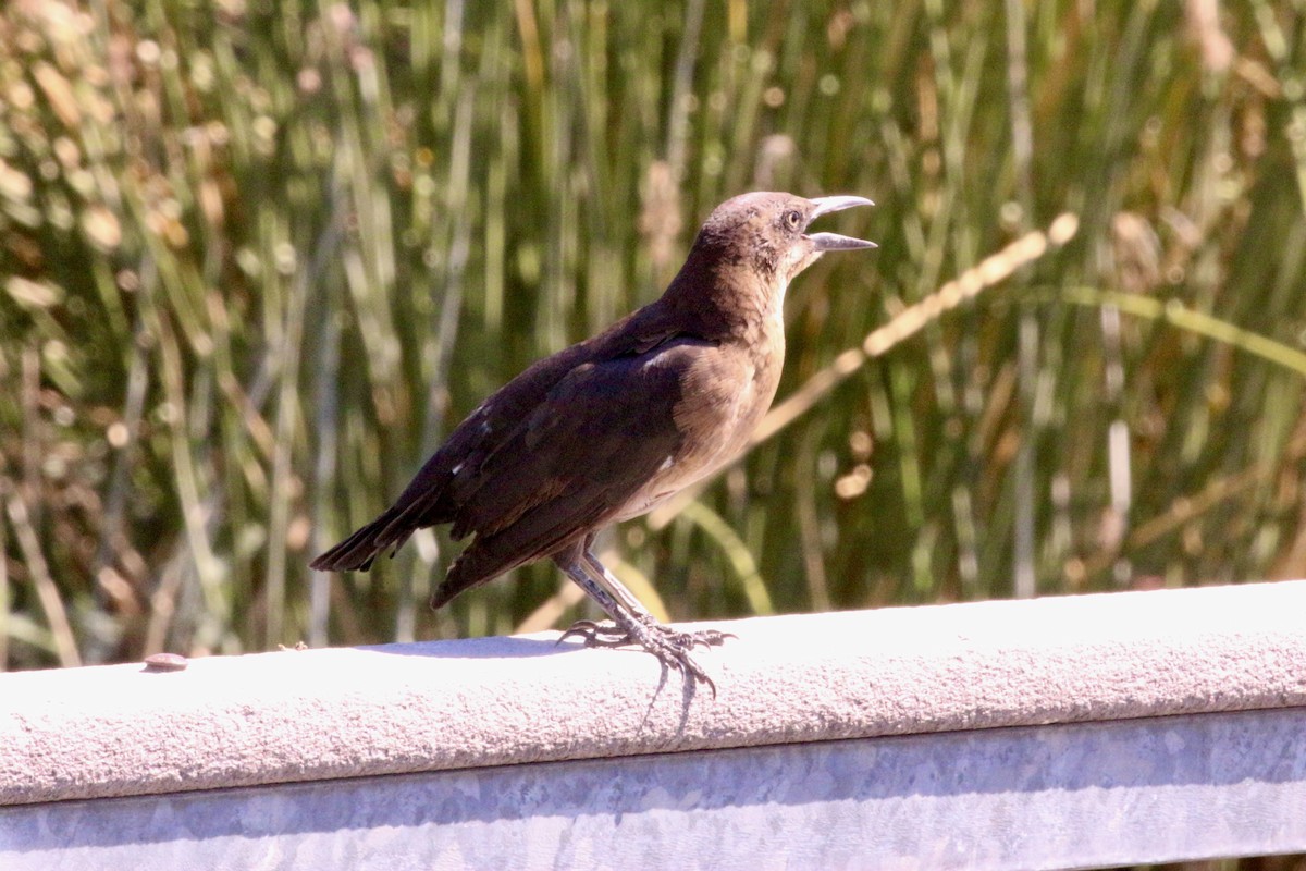 Great-tailed Grackle - ML642775820