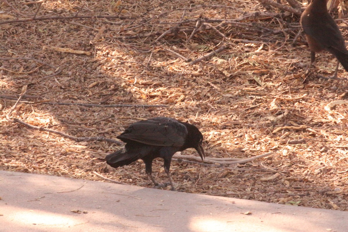 Great-tailed Grackle - ML642775821