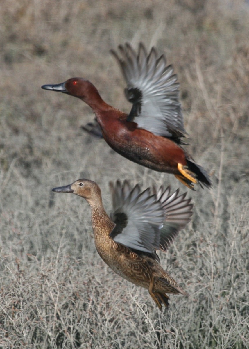 Cinnamon Teal - ML642775832