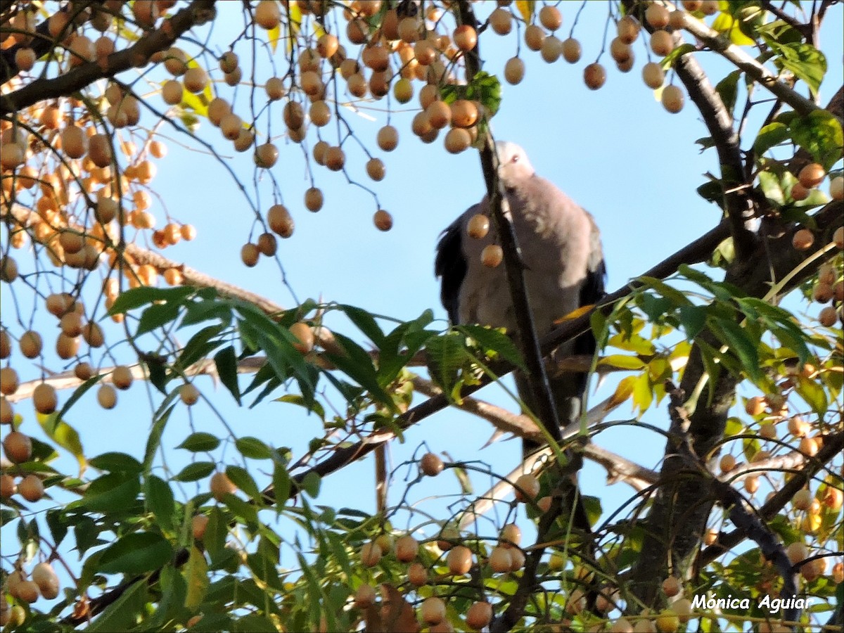 Red-eyed Dove - ML642775840