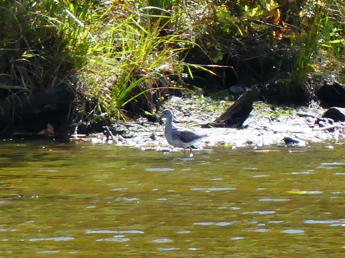 Greater Yellowlegs - ML642775875