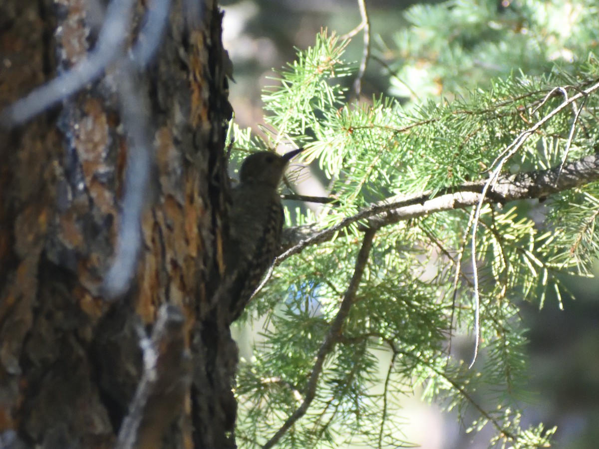 Williamson's Sapsucker - ML642775879