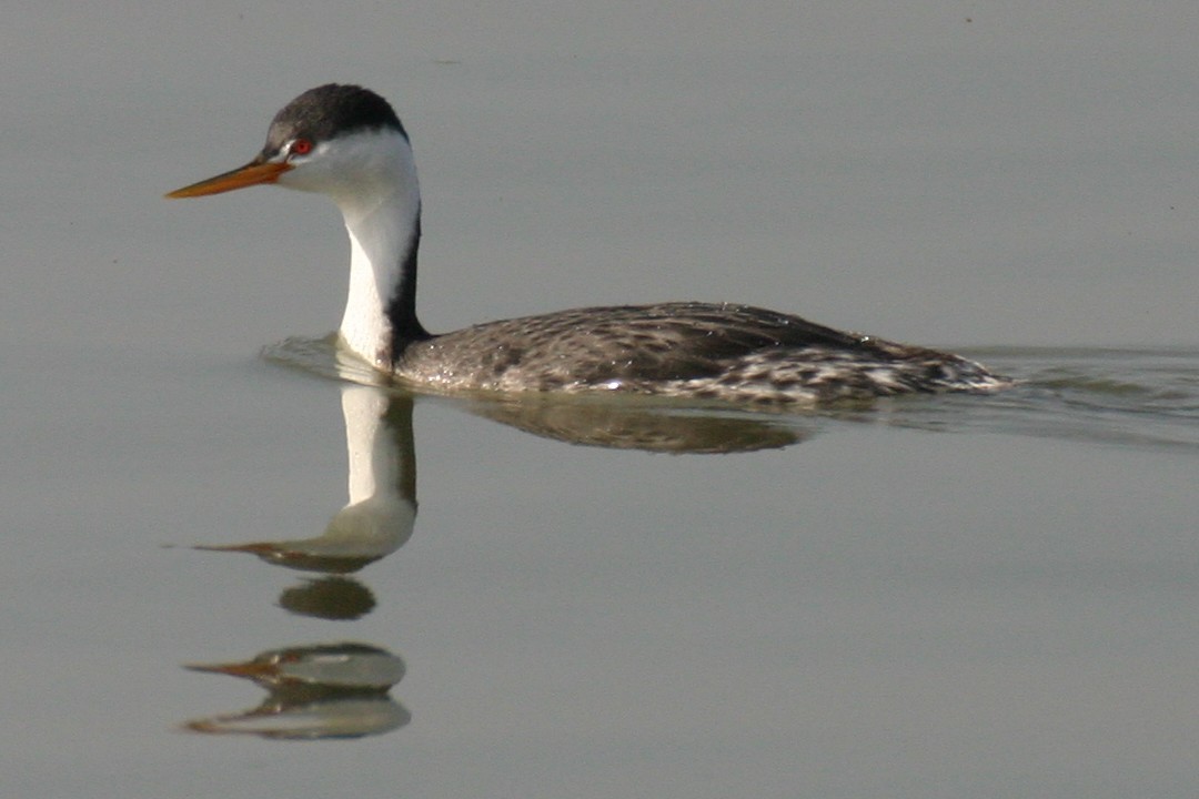 Clark's Grebe - ML642775885