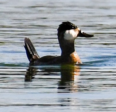 Ruddy Duck - Laura Hollenbaugh