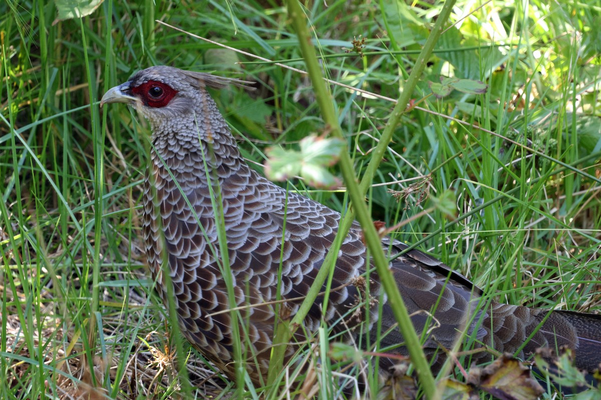 Kalij Pheasant - ML642775901