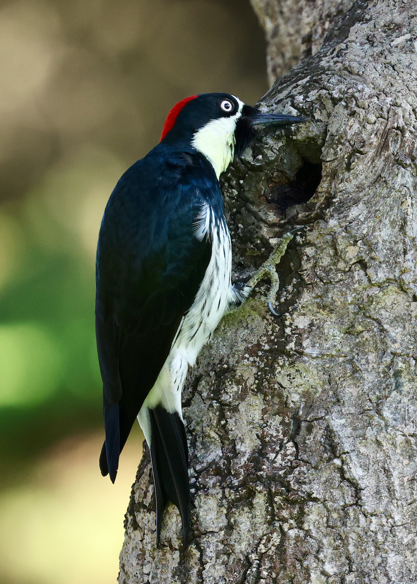 Acorn Woodpecker - ML642775908