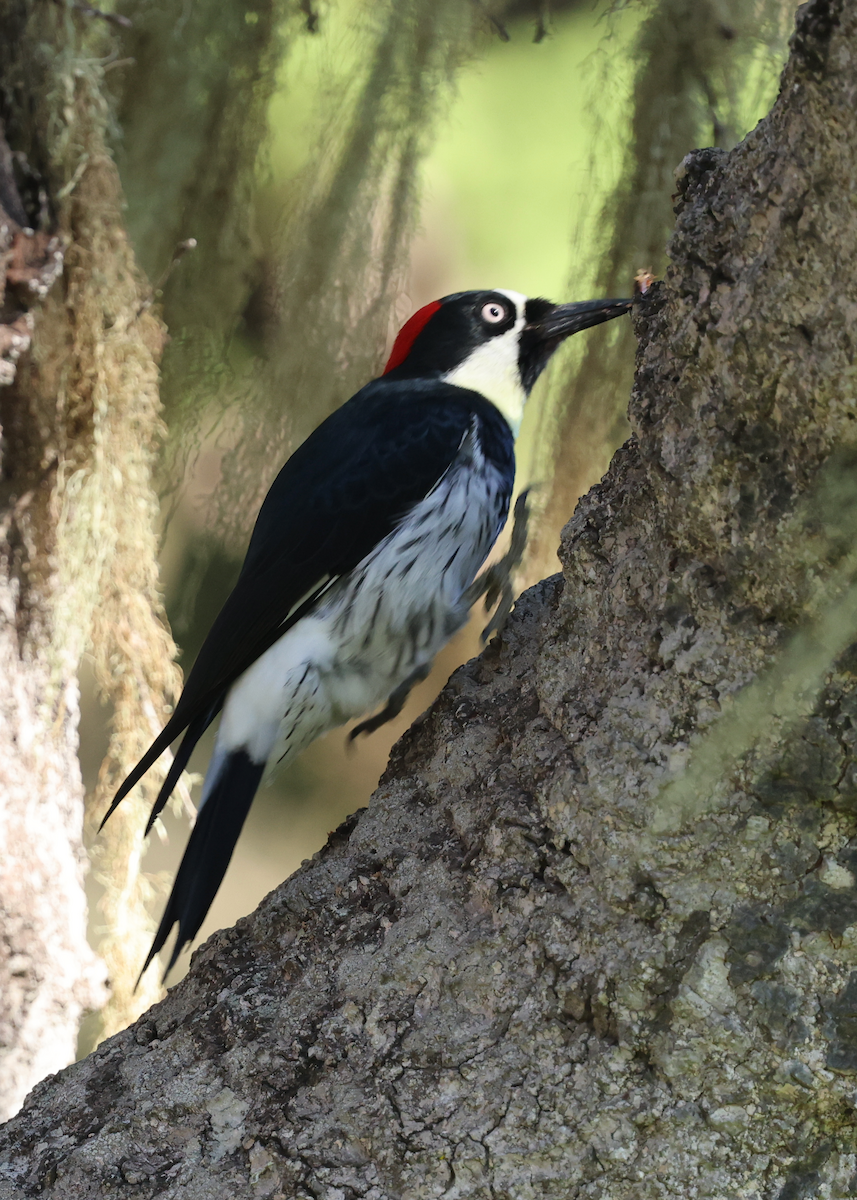 Acorn Woodpecker - ML642775909