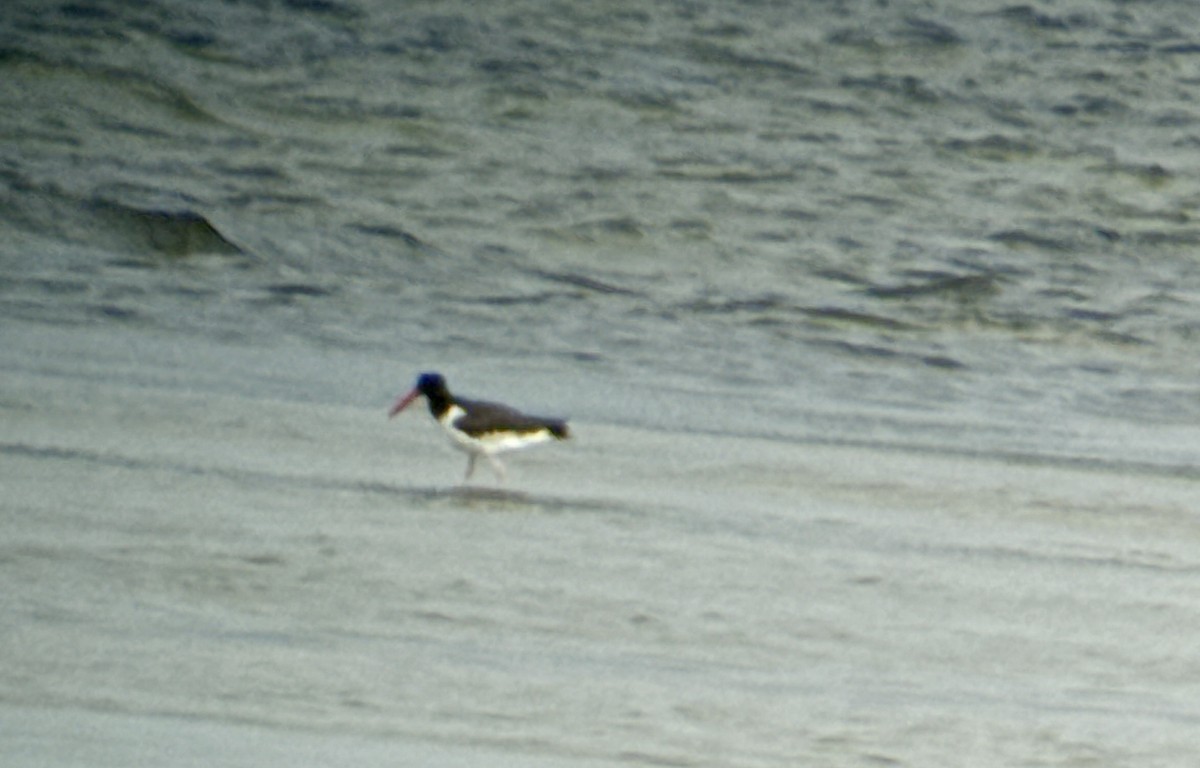 American Oystercatcher - ML642775920