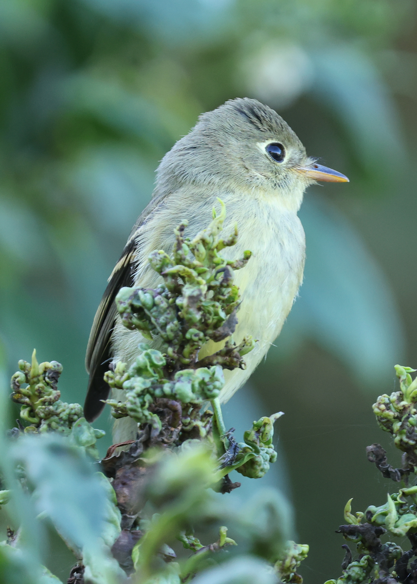 Western Flycatcher (Pacific-slope) - ML642775921