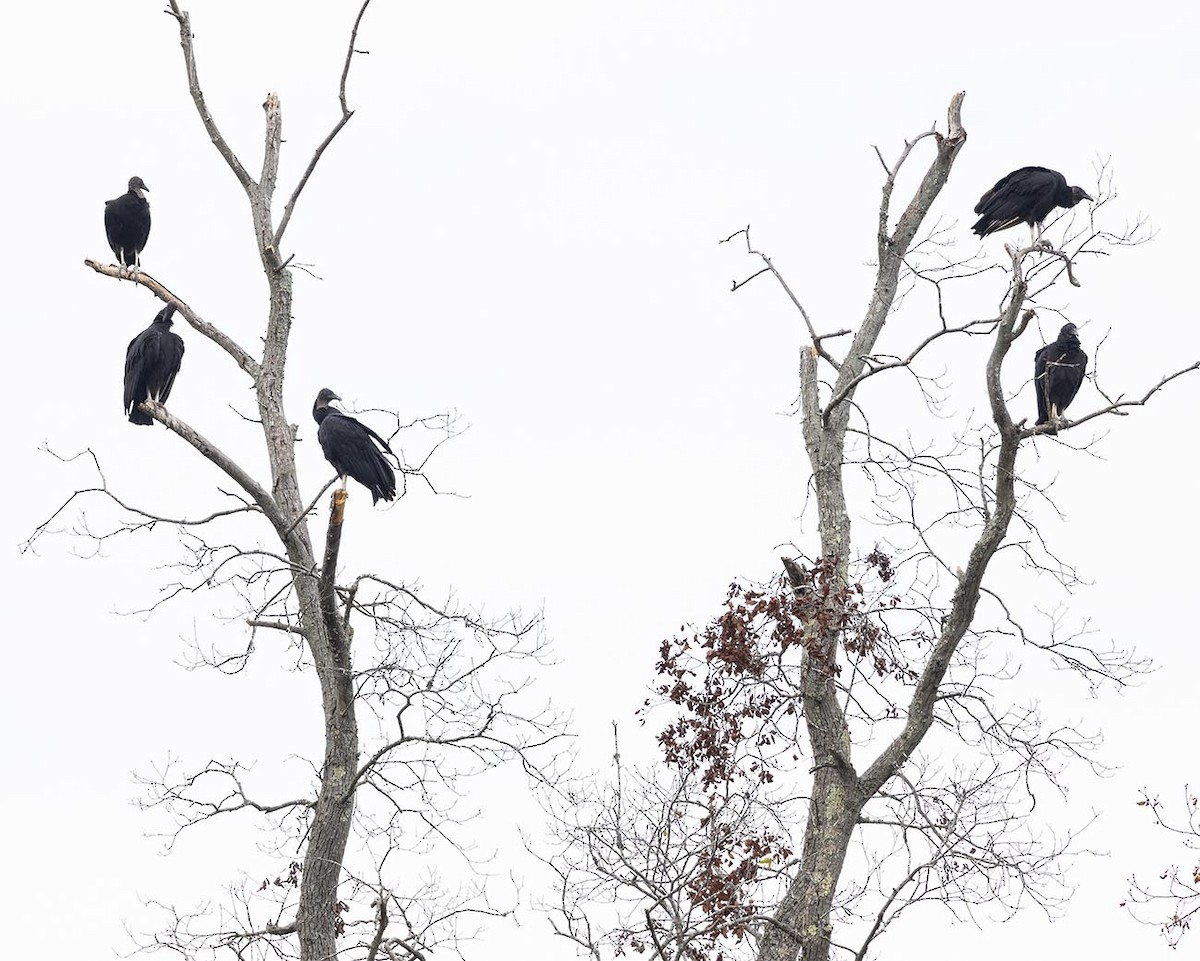 Black Vulture - ML642775922