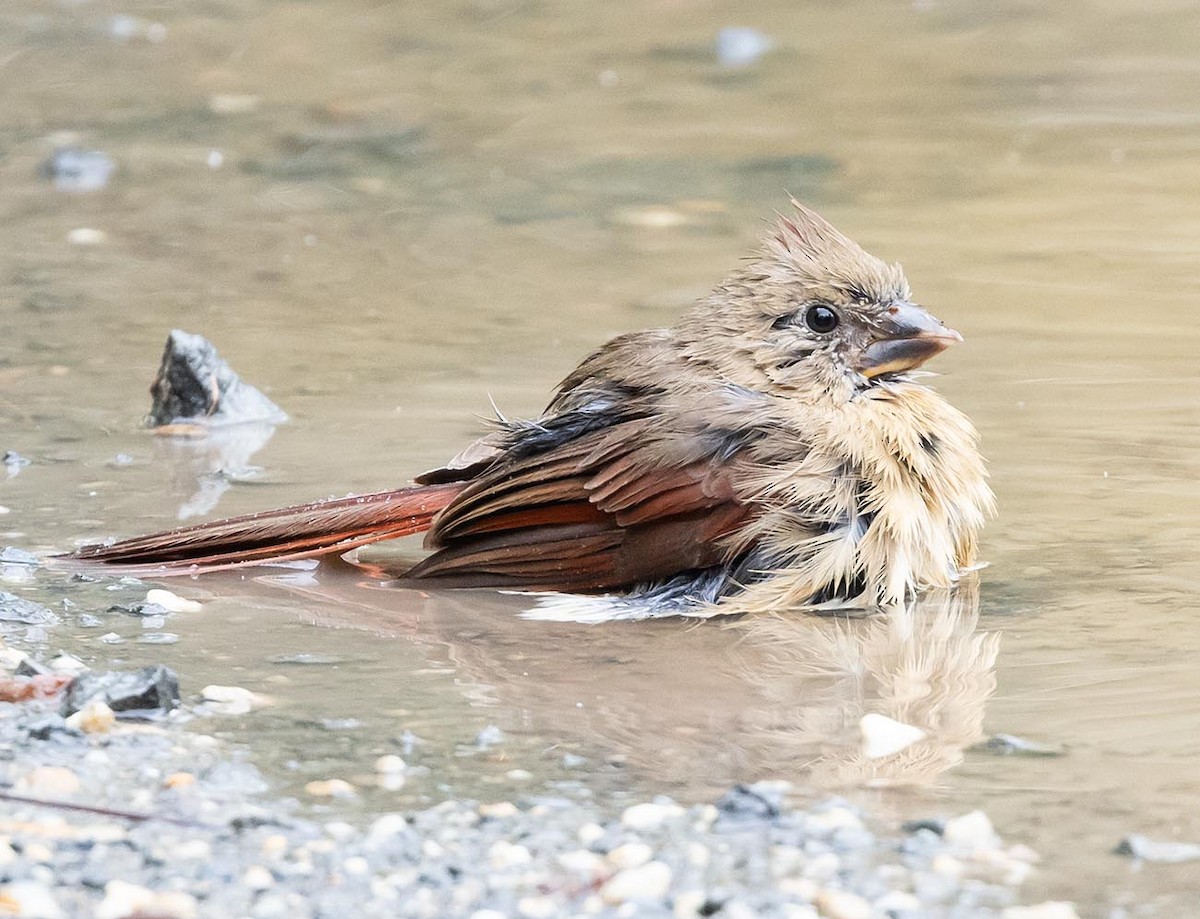 Northern Cardinal - ML642775927