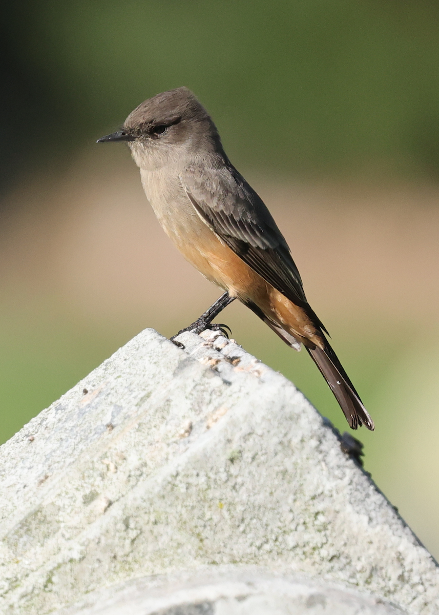 Say's Phoebe - ML642775931