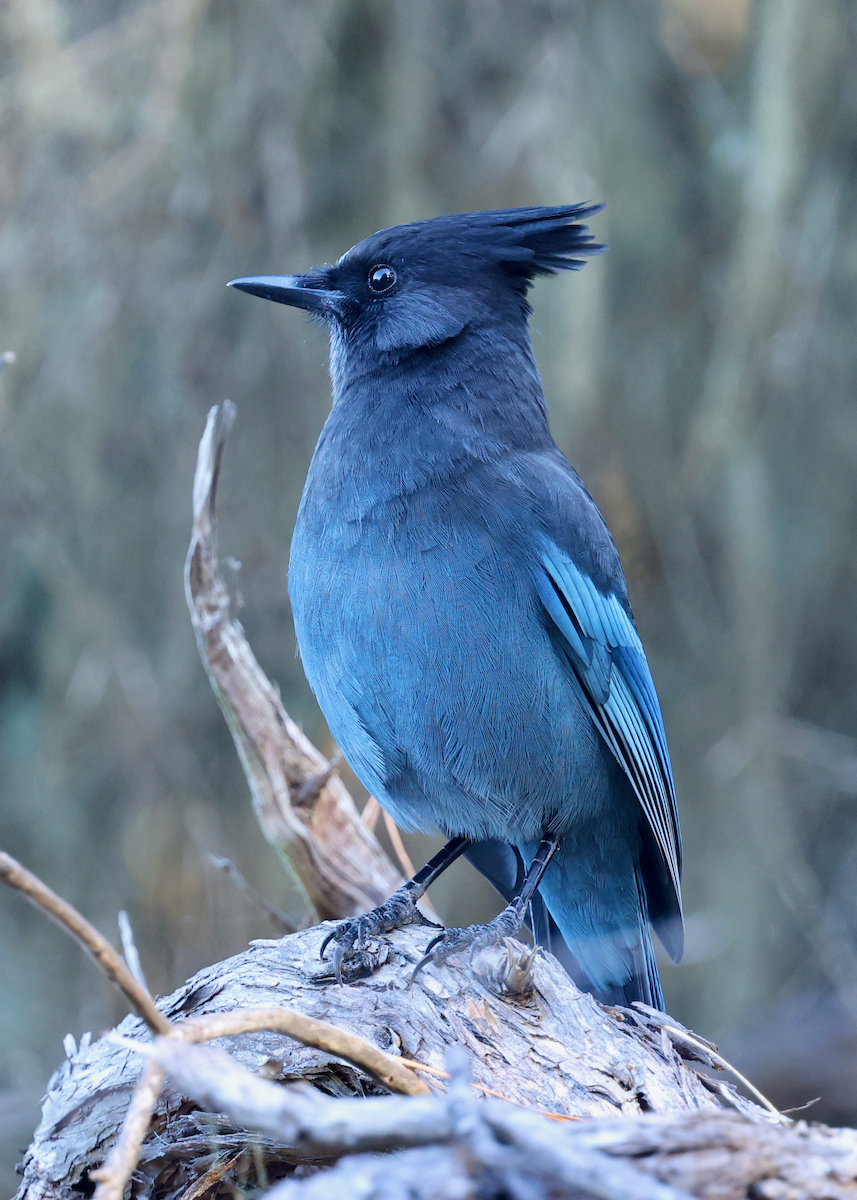 Steller's Jay (Coastal) - ML642775946