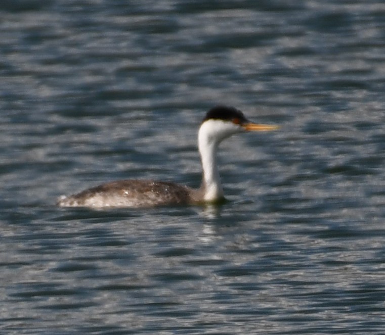 Western Grebe - ML642775950
