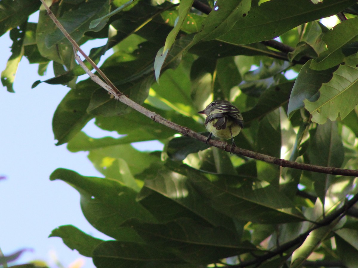 Greenish Elaenia - ML642775955