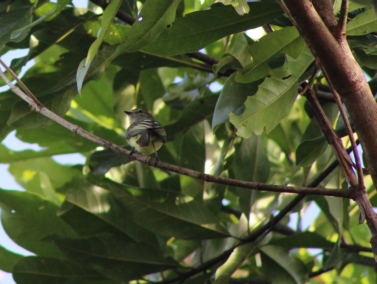 Greenish Elaenia - ML642775956