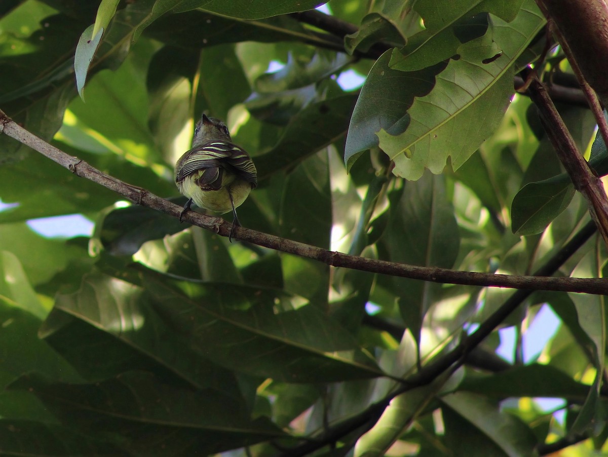 Greenish Elaenia - ML642775957