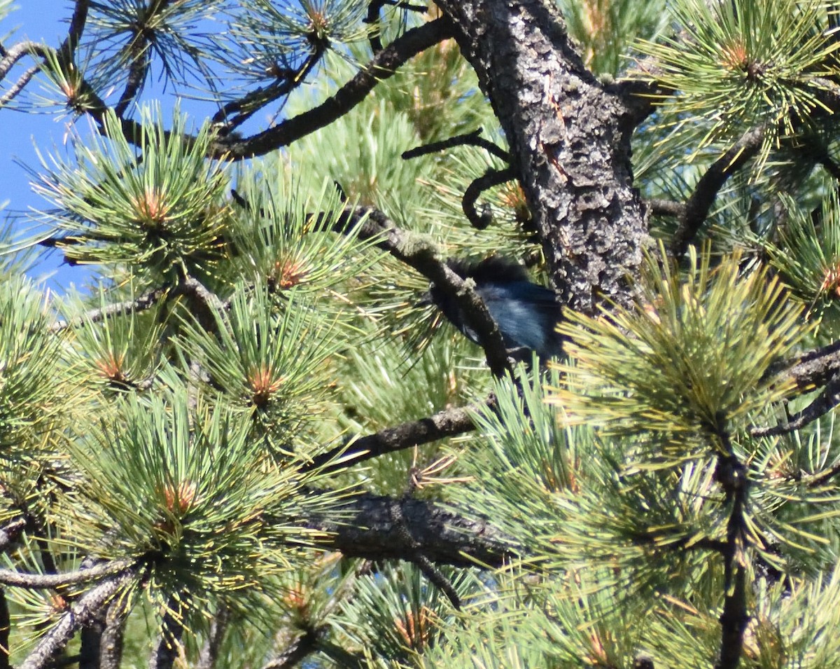 Steller's Jay (Southwest Interior) - ML642775963