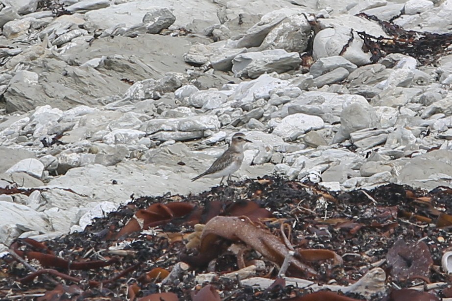 Double-banded Plover - ML642775967