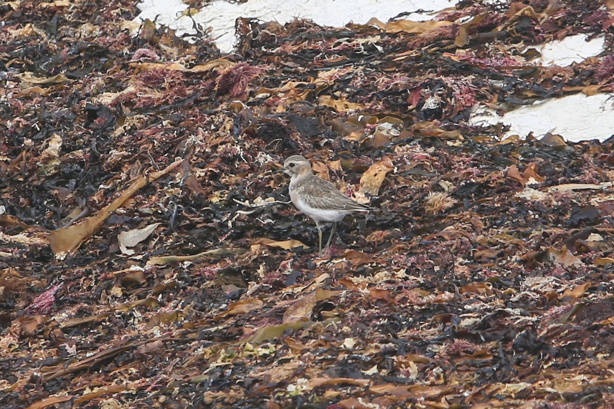 Double-banded Plover - ML642775969
