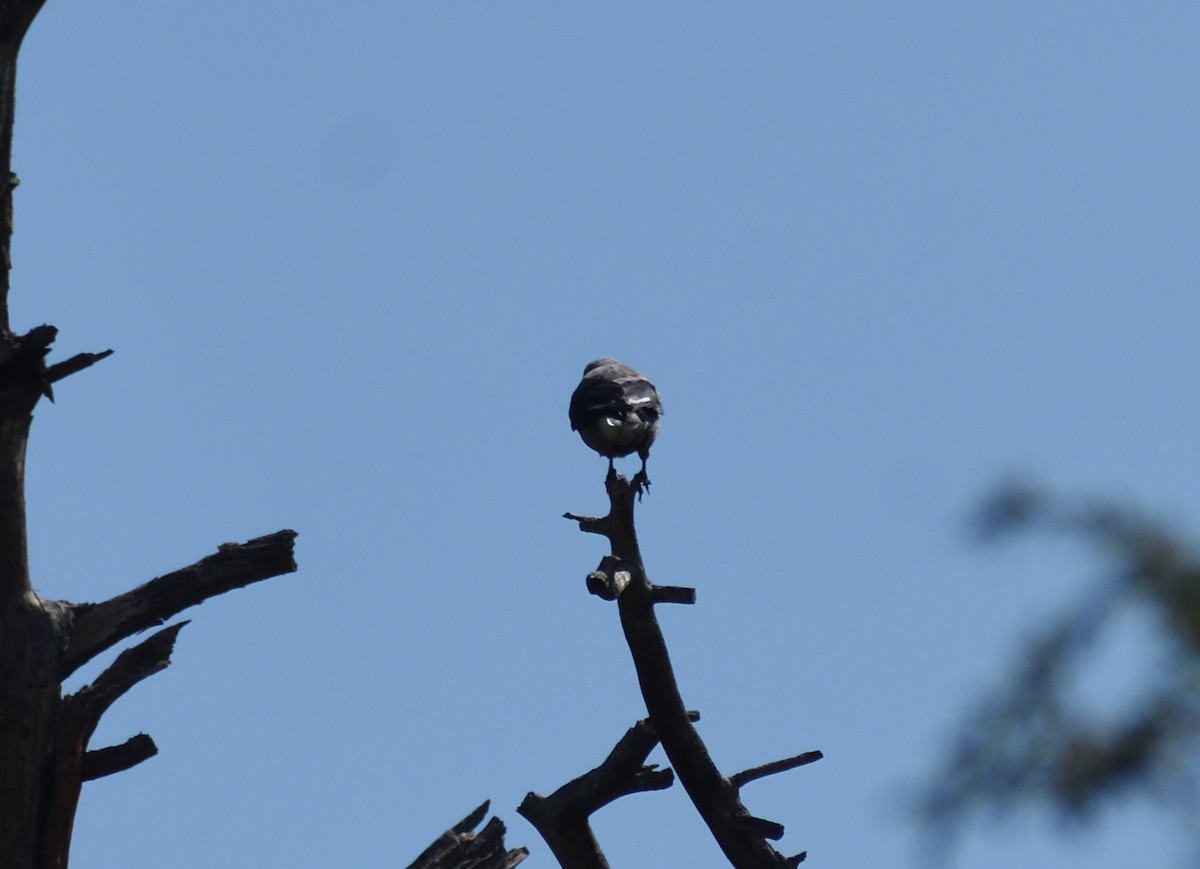 Clark's Nutcracker - ML642775971