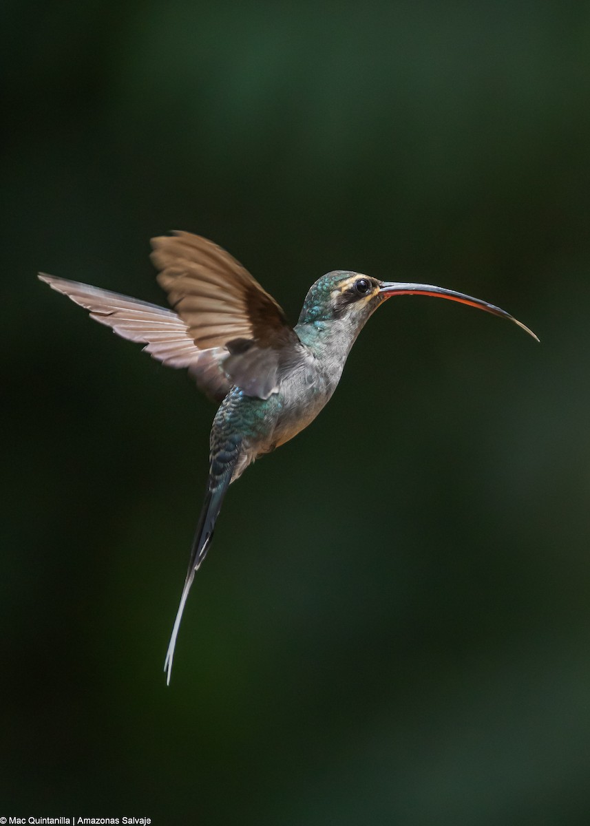 Green Hermit - ML642775974