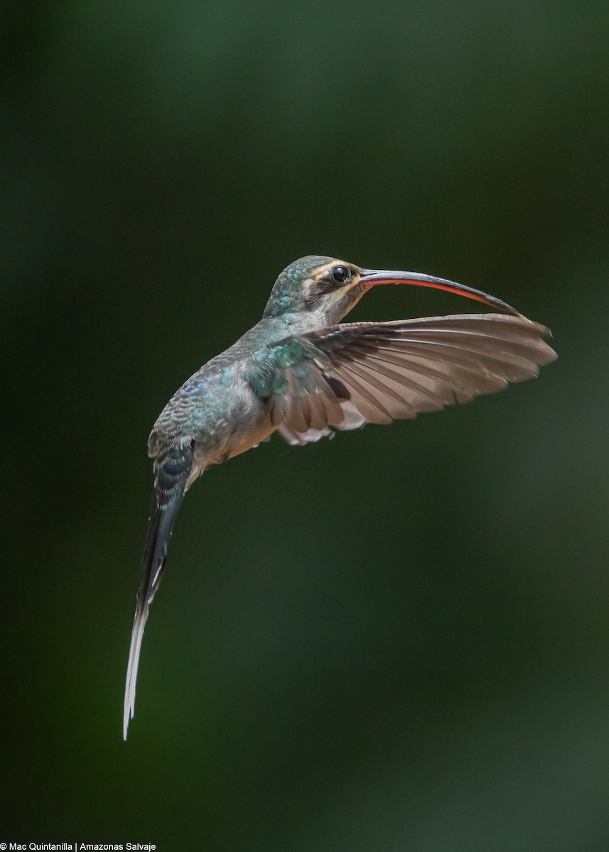 Green Hermit - ML642775976