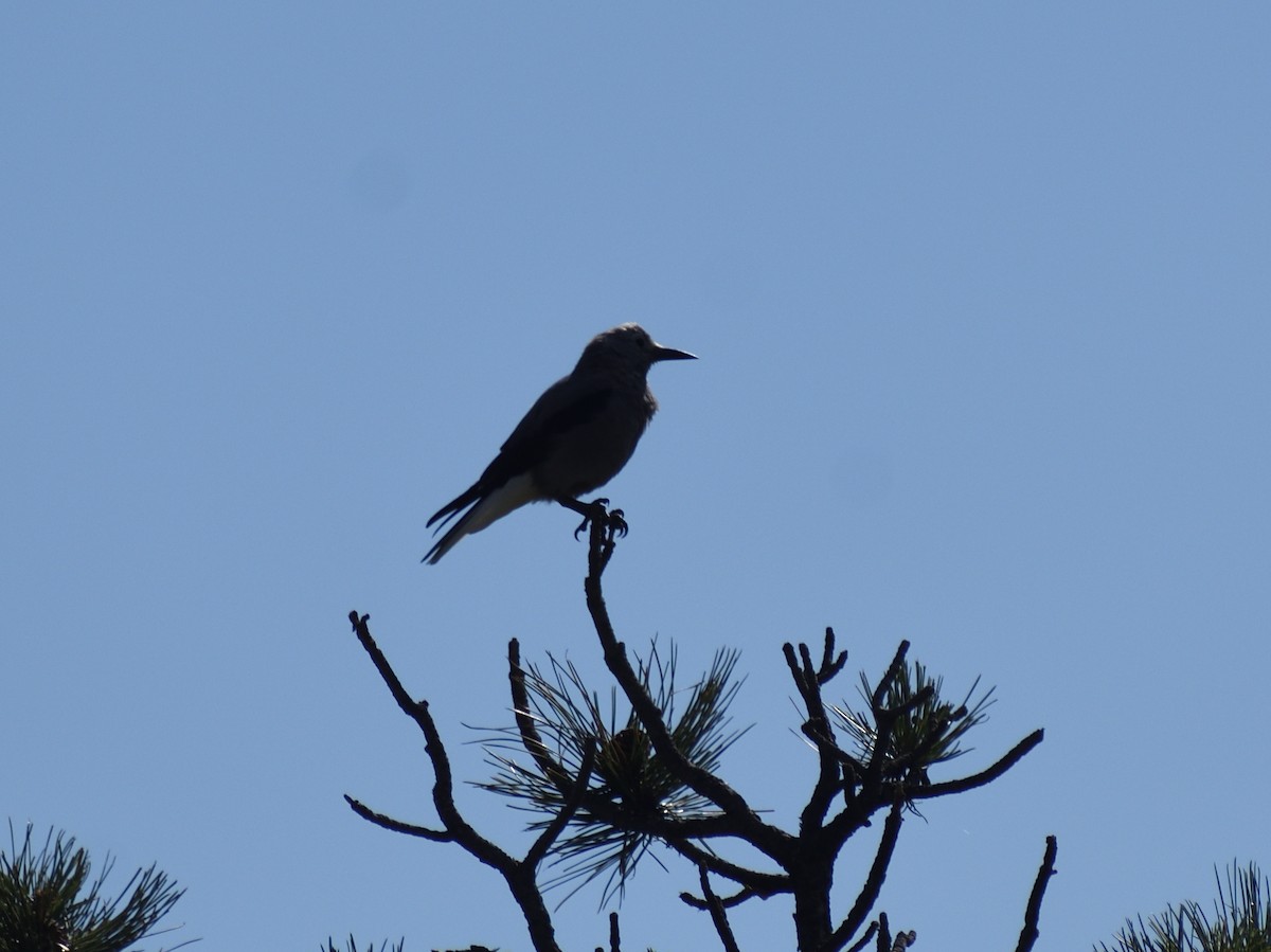 Clark's Nutcracker - ML642775979