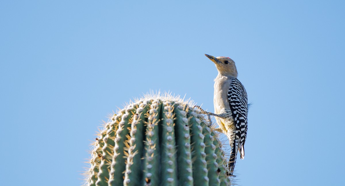 Gila Woodpecker - ML642775980