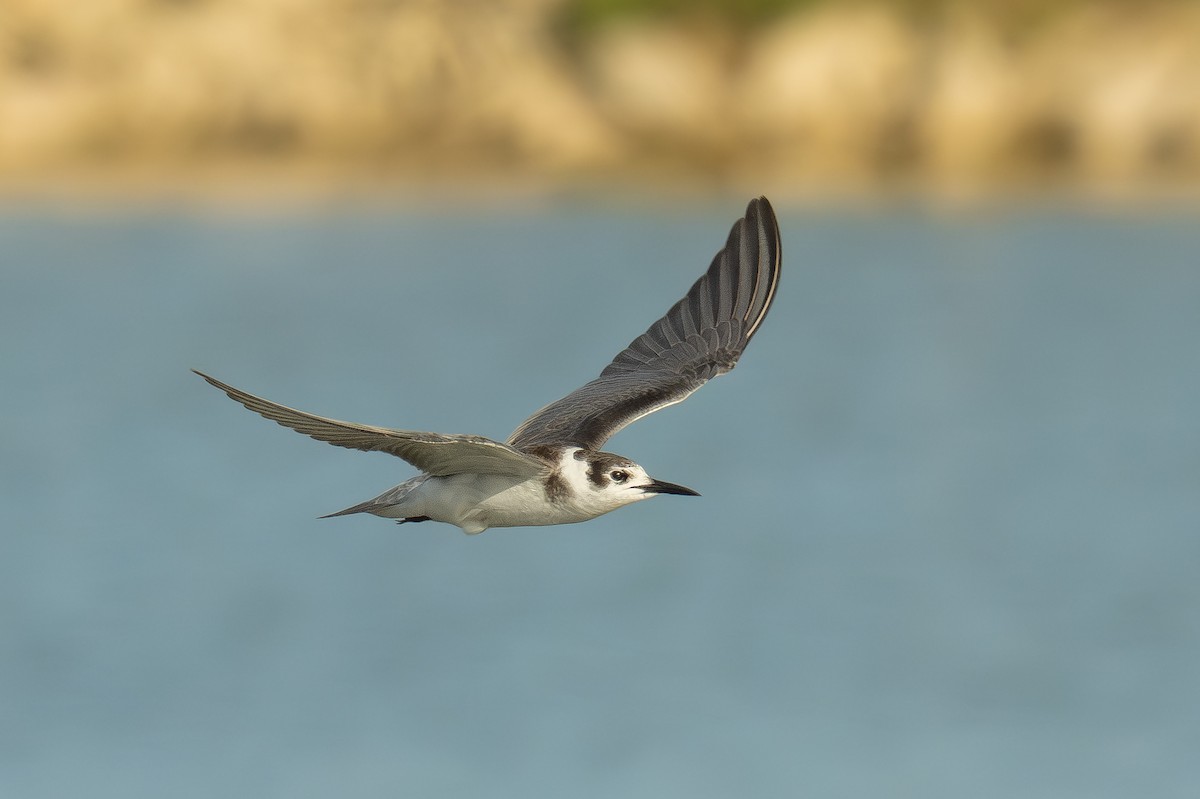Black Tern - Uriel Levy