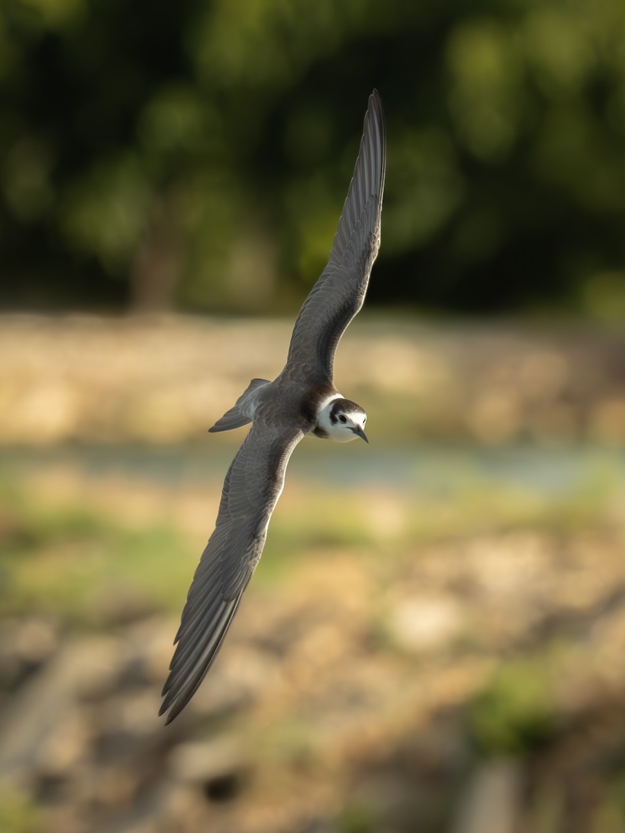 Black Tern - Uriel Levy