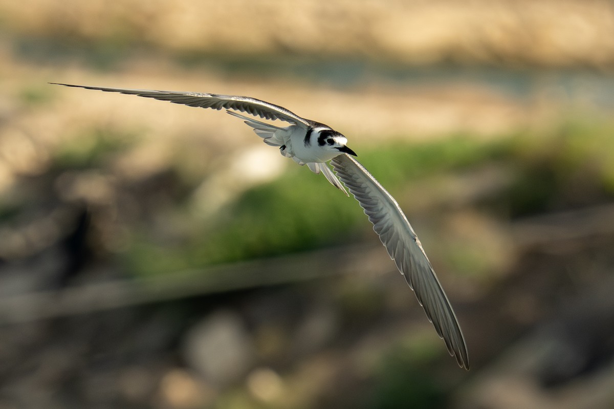 Black Tern - Uriel Levy