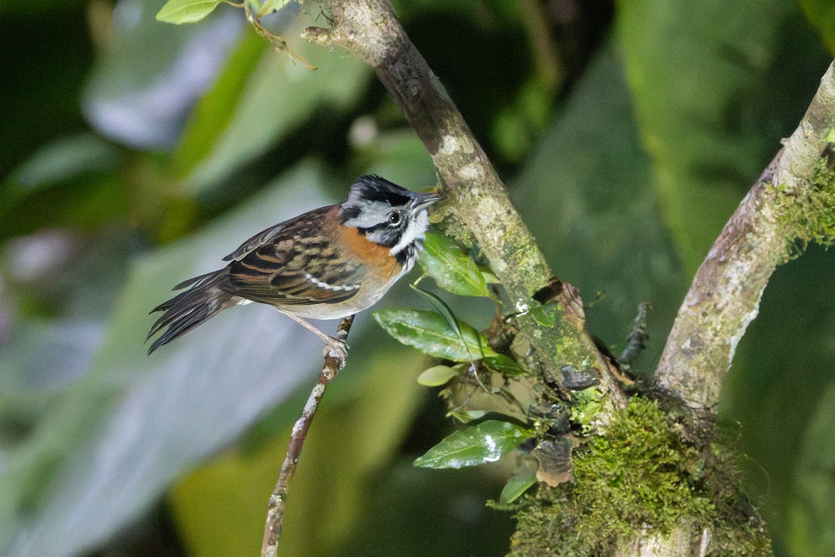 Rufous-collared Sparrow - ML642776000