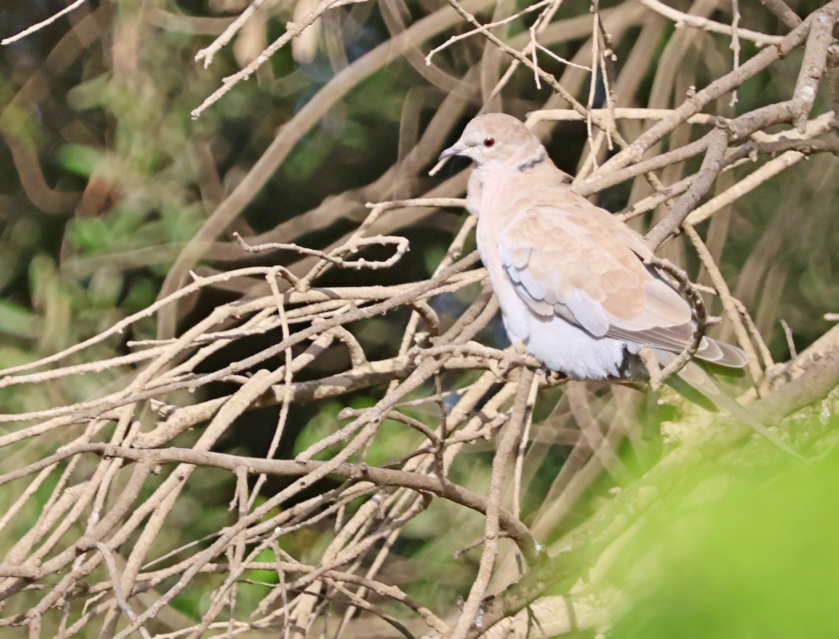 Usapal turkiarra - ML642776011