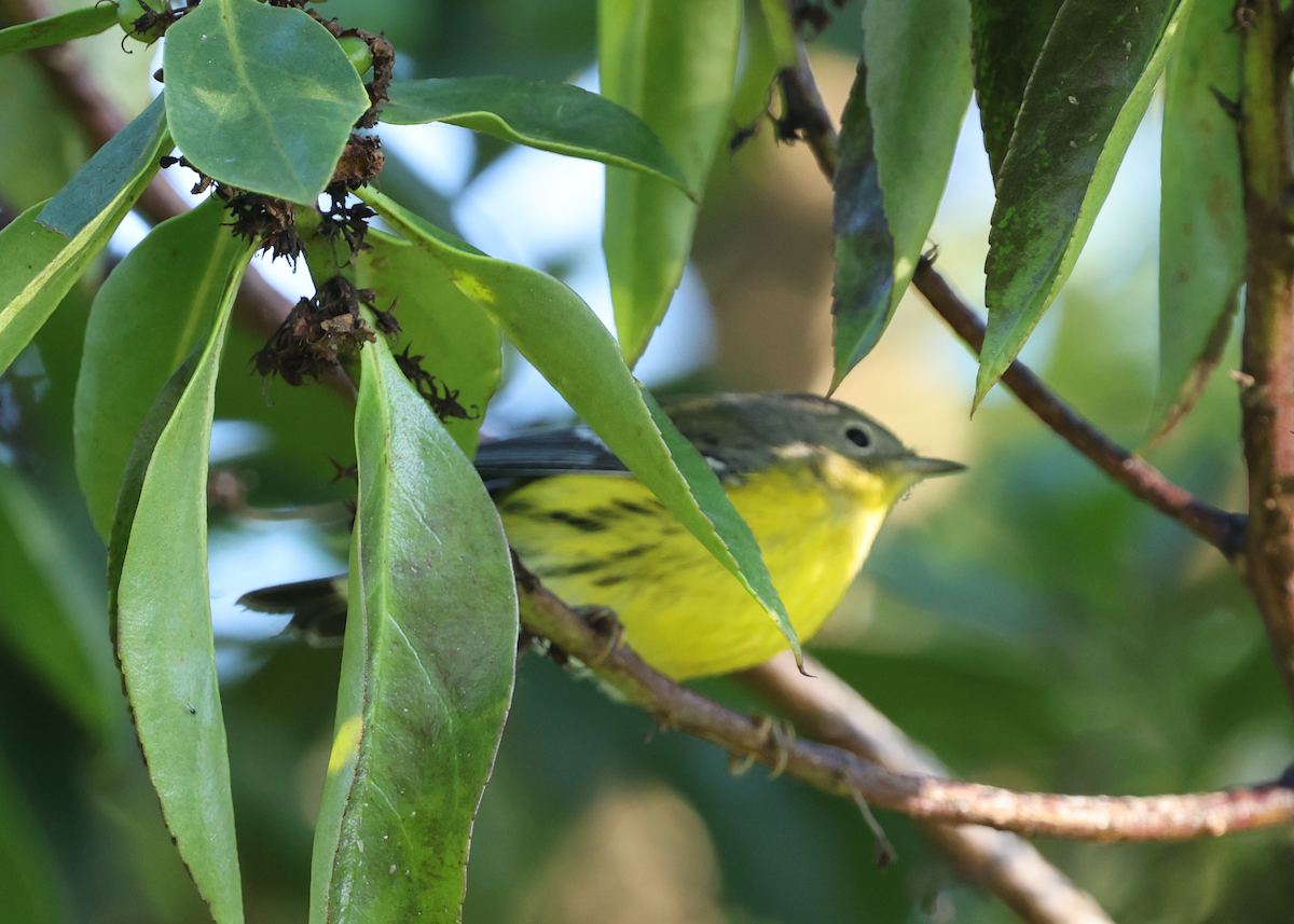 Magnolia Warbler - ML642776013