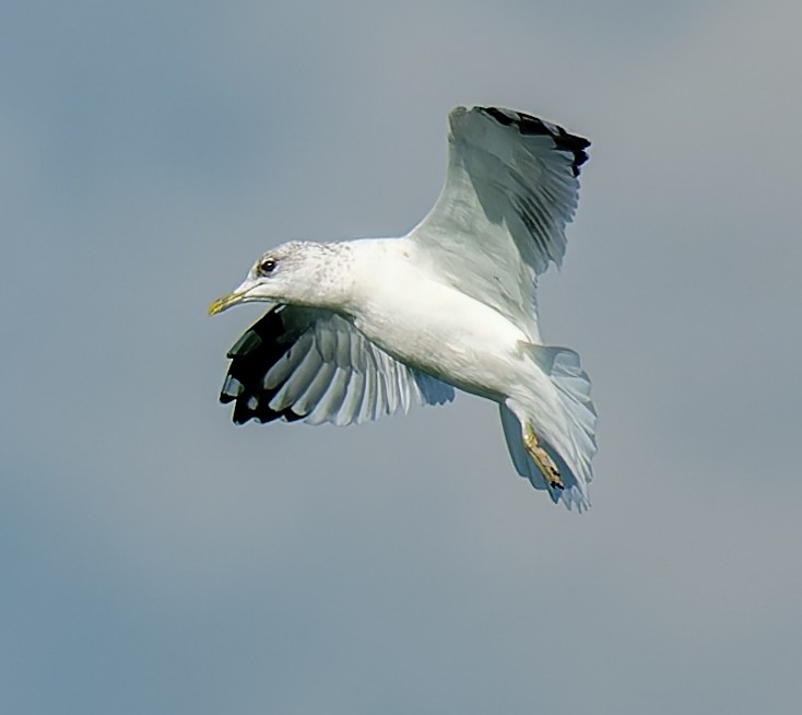 Үүлэн цахлай - ML642776021