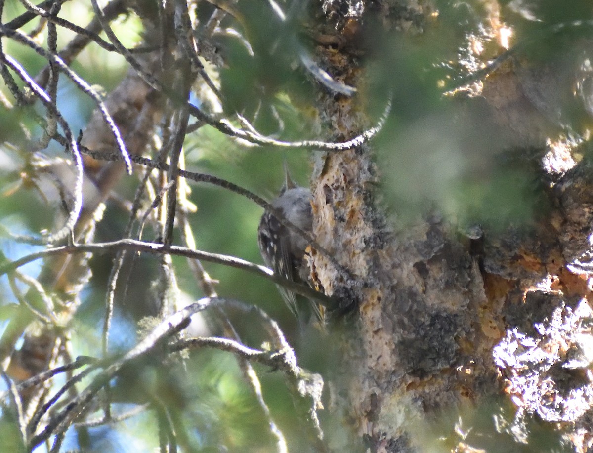 Williamson's Sapsucker - ML642776024