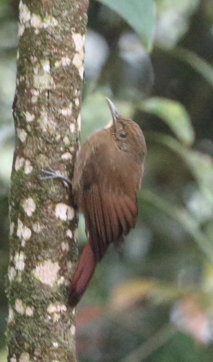 Plain-winged Woodcreeper - ML642776034