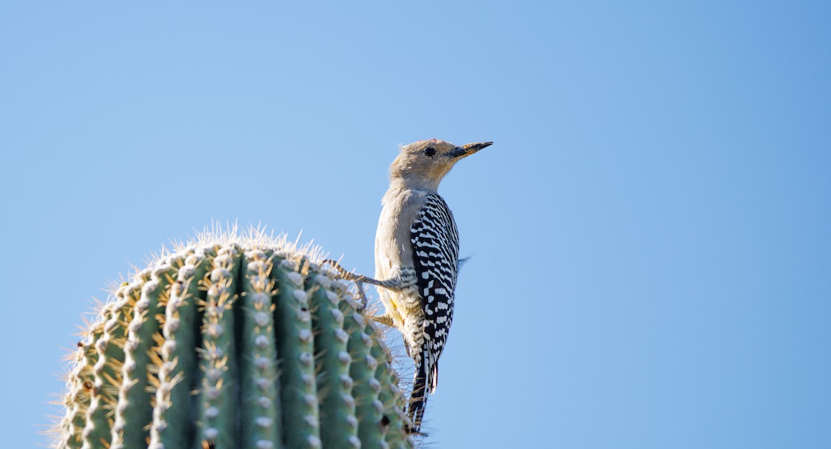 Gila Woodpecker - ML642776037