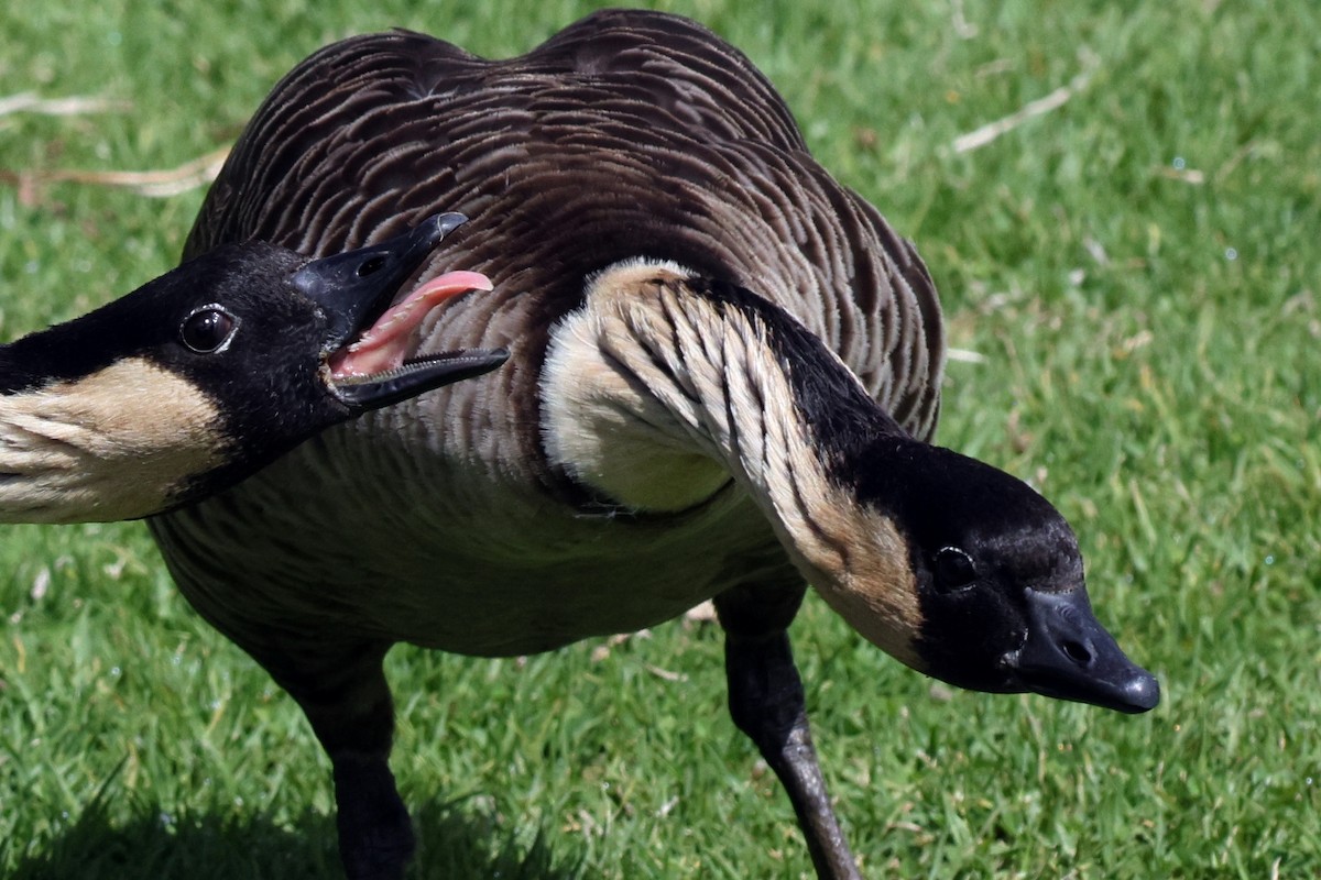 Hawaiian Goose - ML642776056